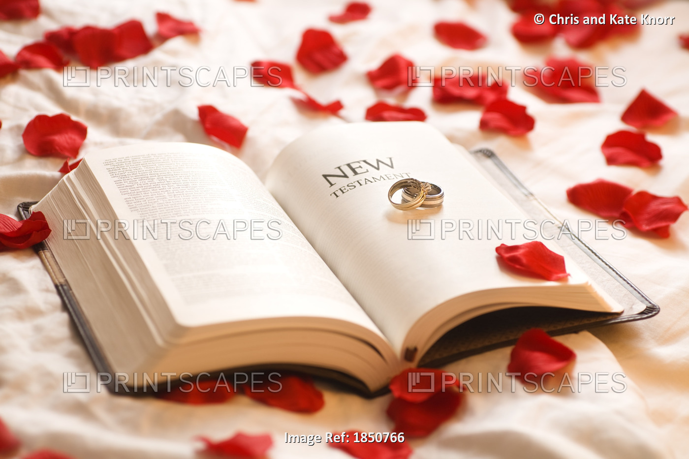 Rings On The Bible; Wedding Rings On The New Testament Bible Surrounded By Rose ...