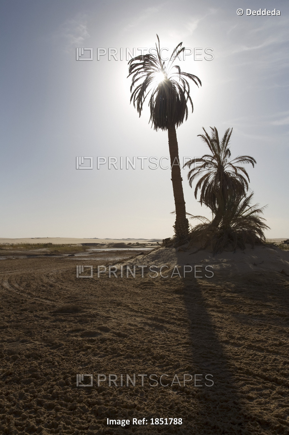 Dying Palm Trees In The Desert Sands Near The Great Sand Sea And The Siwa ...