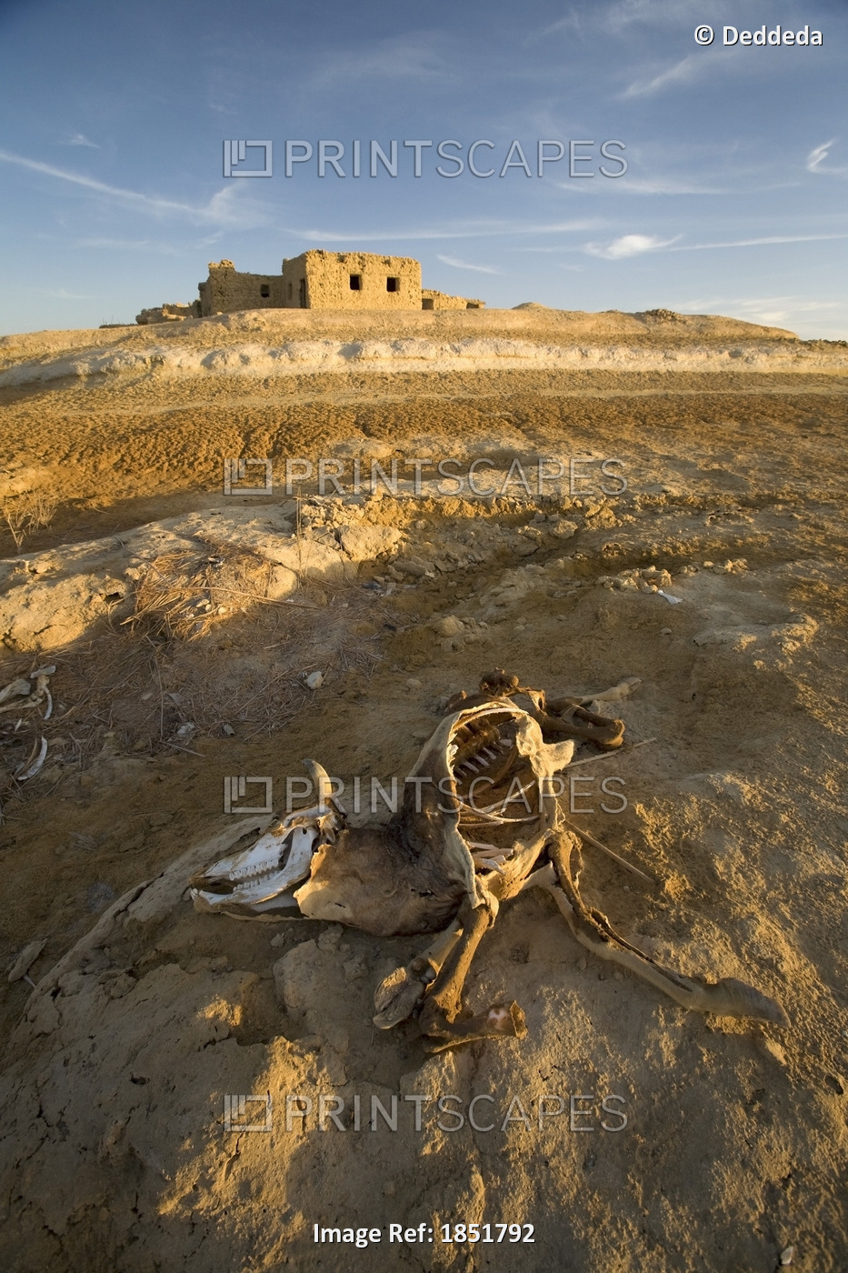 Decaying Carcass Of A Cow On The Outskirts Of Siwa Town, Siwa Oasis, Egypt