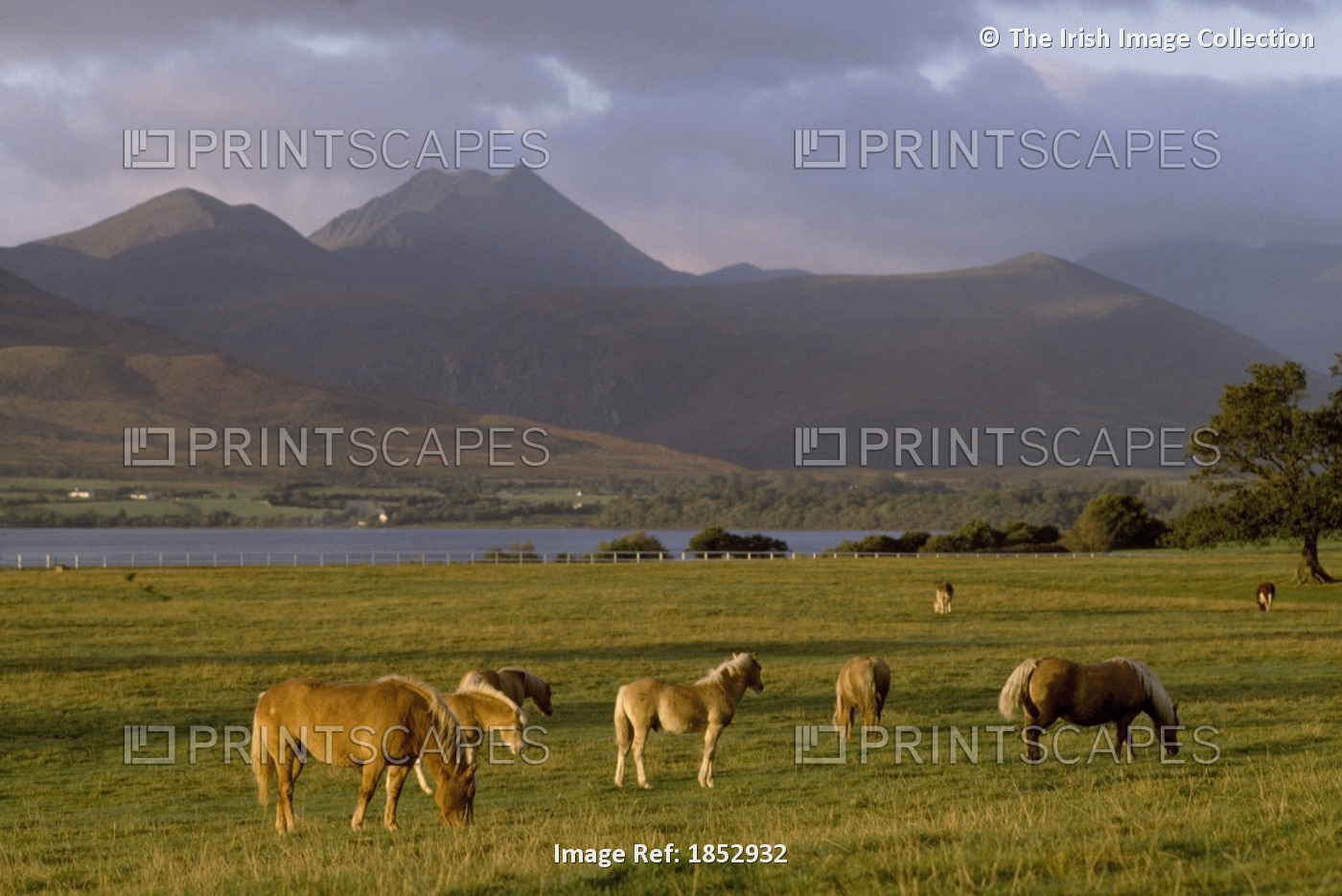 Horses Grazing, Macgillycuddy's Reeks, Killarney National Park, County Kerry, ...