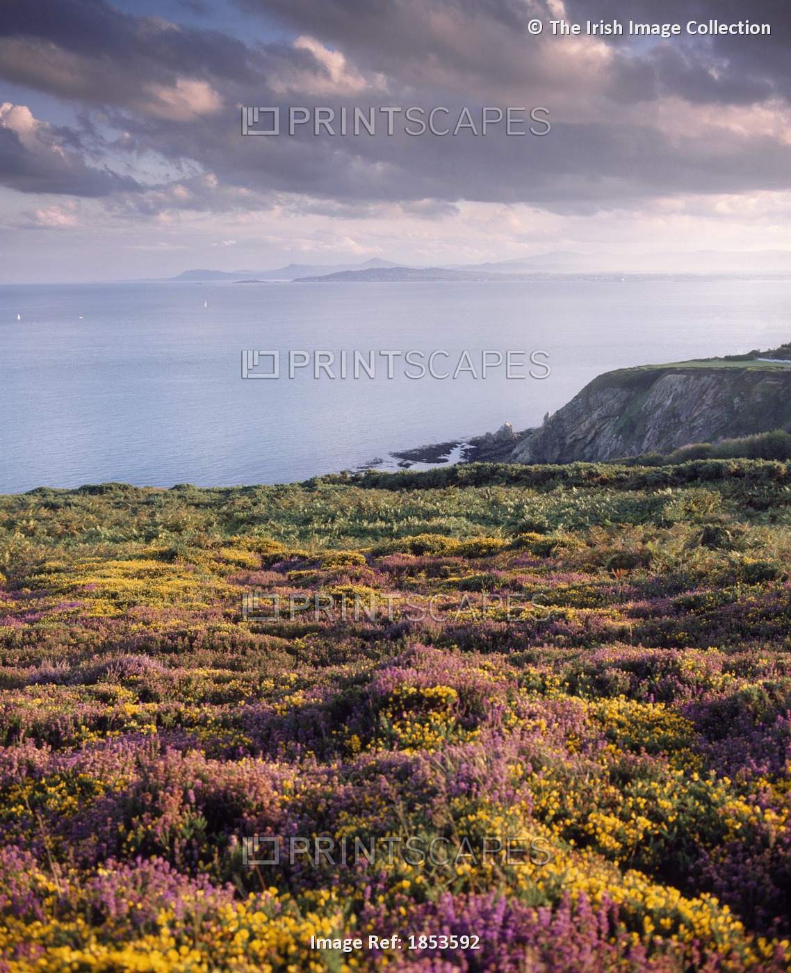 Field Of Heather And Gorse, Howth, County Dublin, Ireland
