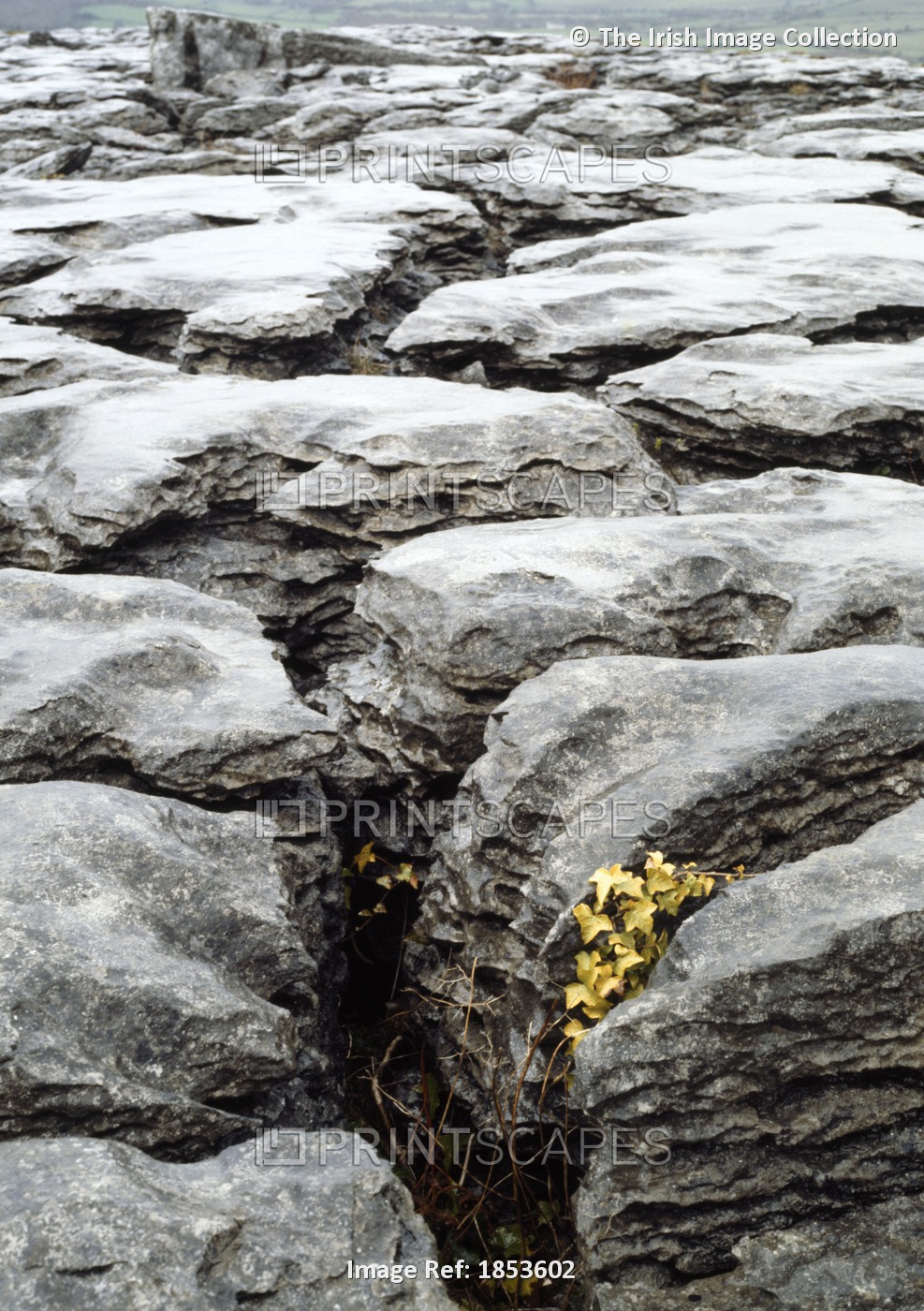 Rocky Detail, The Burren; County Clare, Ireland