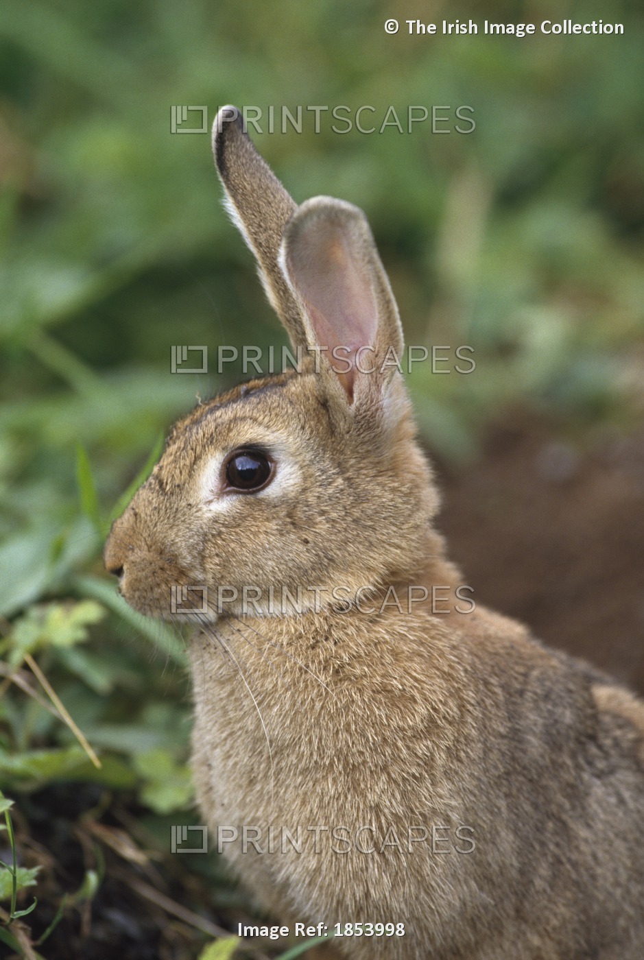 Hare, Ireland