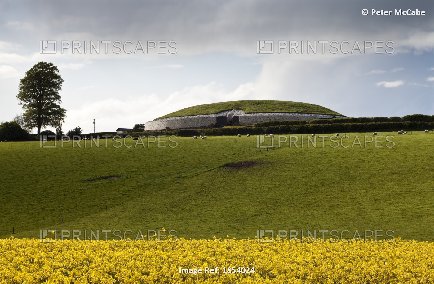 Rapeseed Field Surrounding The Monument At Newgrange, County Meath, Ireland