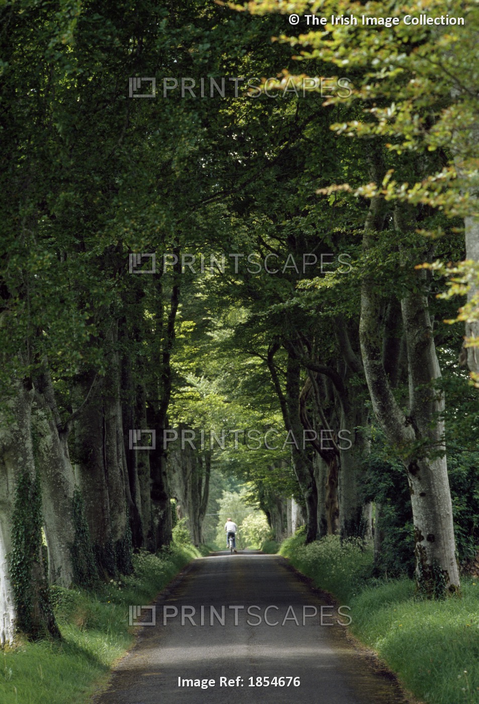 Country Road, Lough Key Forest Park; County Roscommon, Ireland