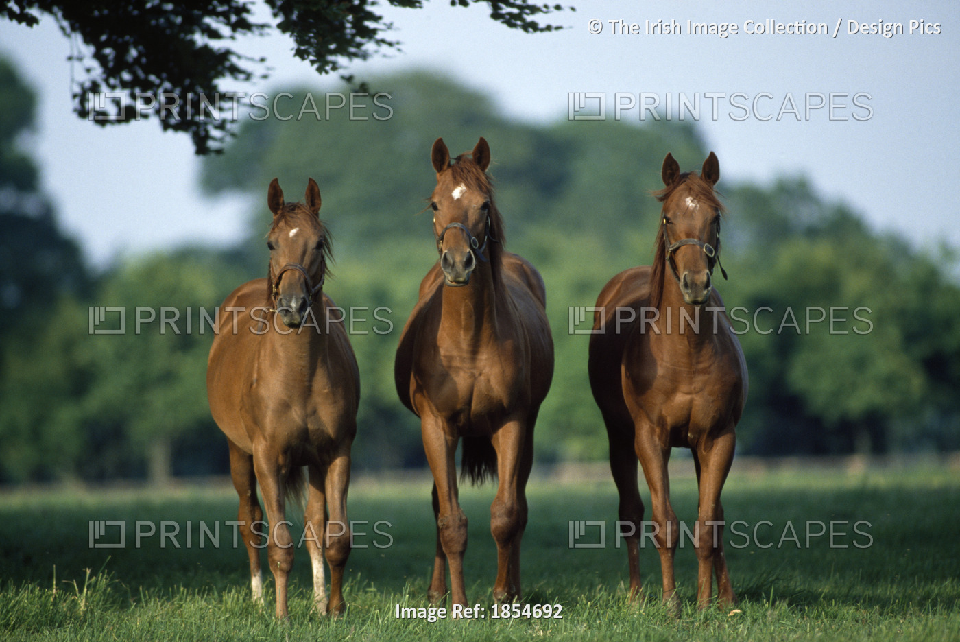 Three Thoroughbred Horses, Ireland