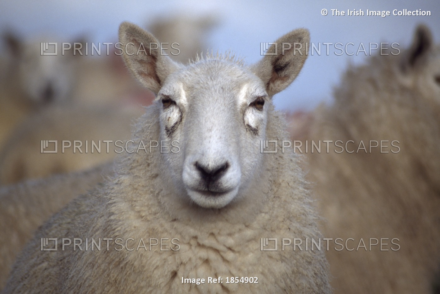 Sheep; County Antrim, Northern Ireland