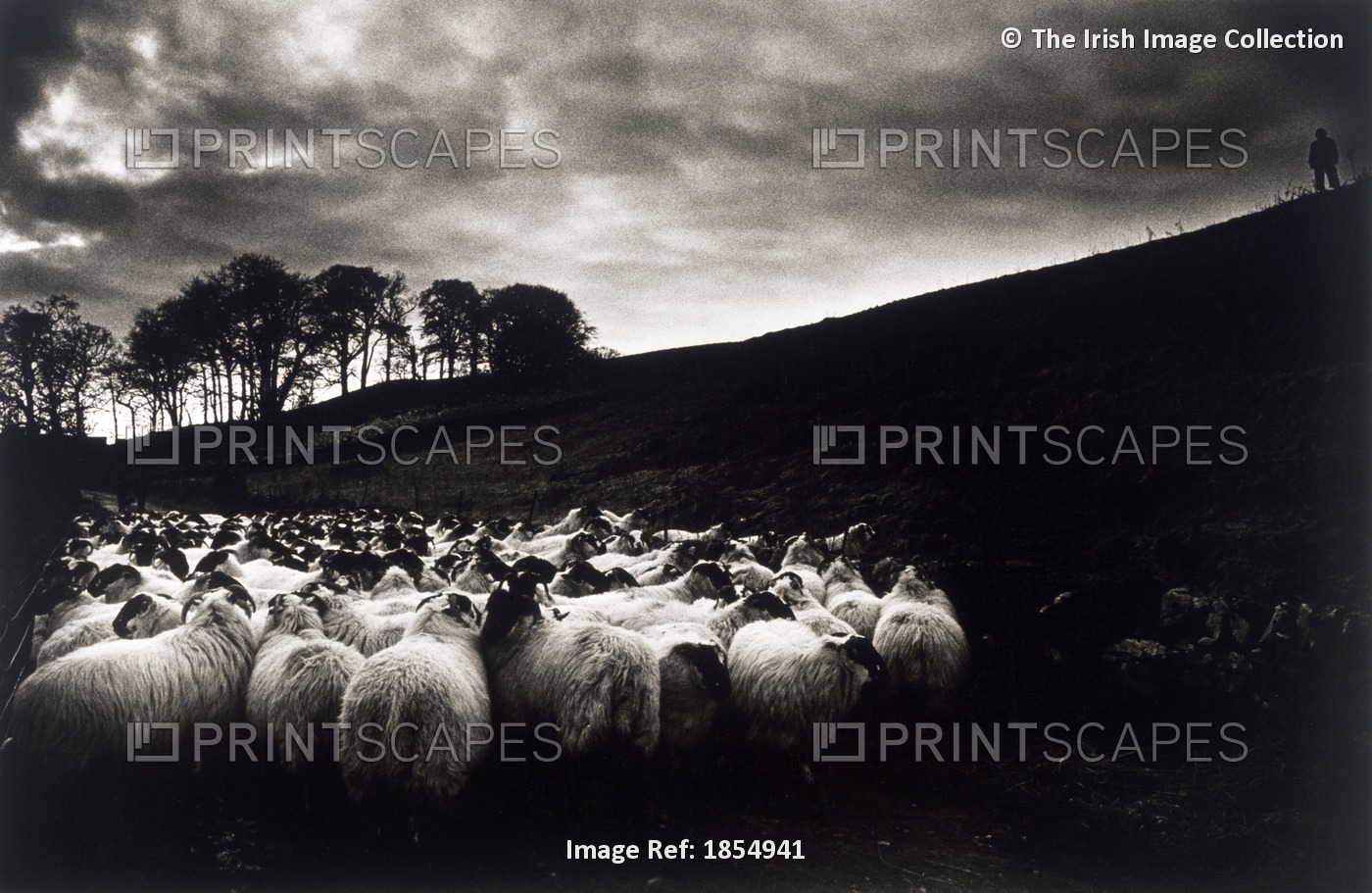 Sheep; Ireland