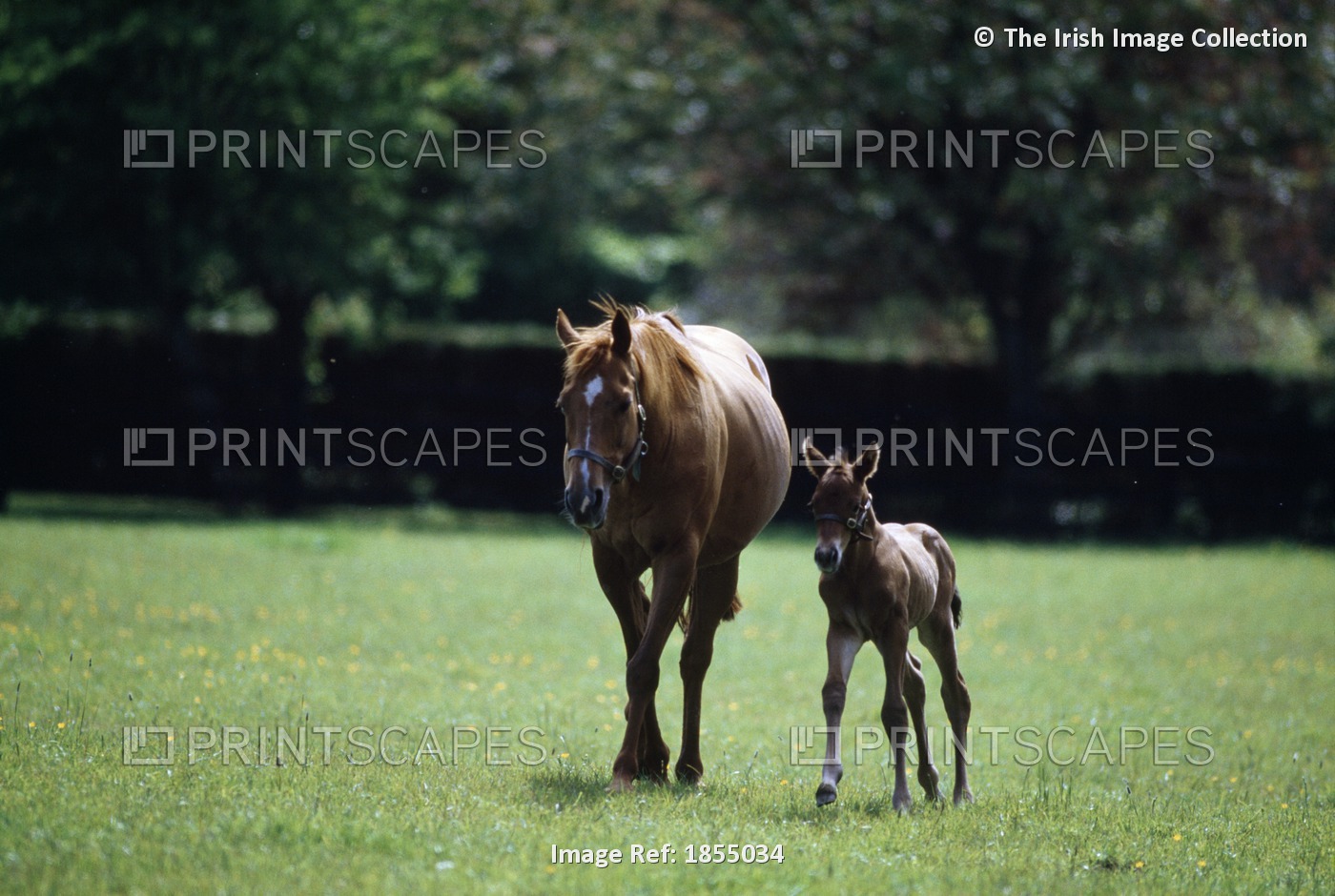 Horses - Thoroughbred, Mare And Foal; Ireland