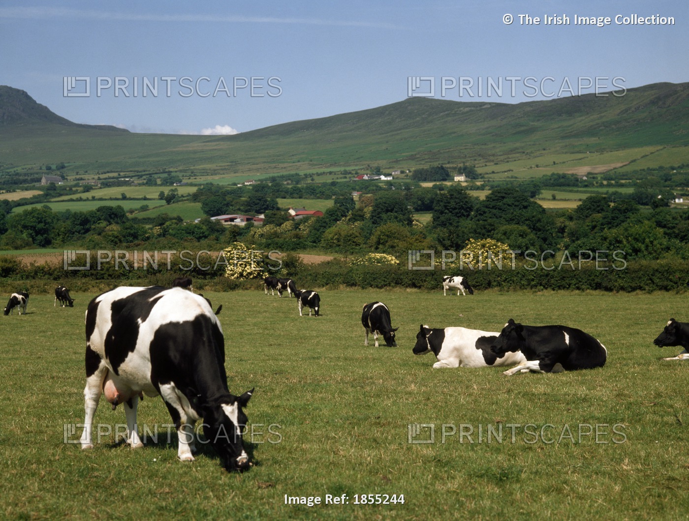Holstein Friesian Cattle, Cooley Peninsula, County Louth, Ireland