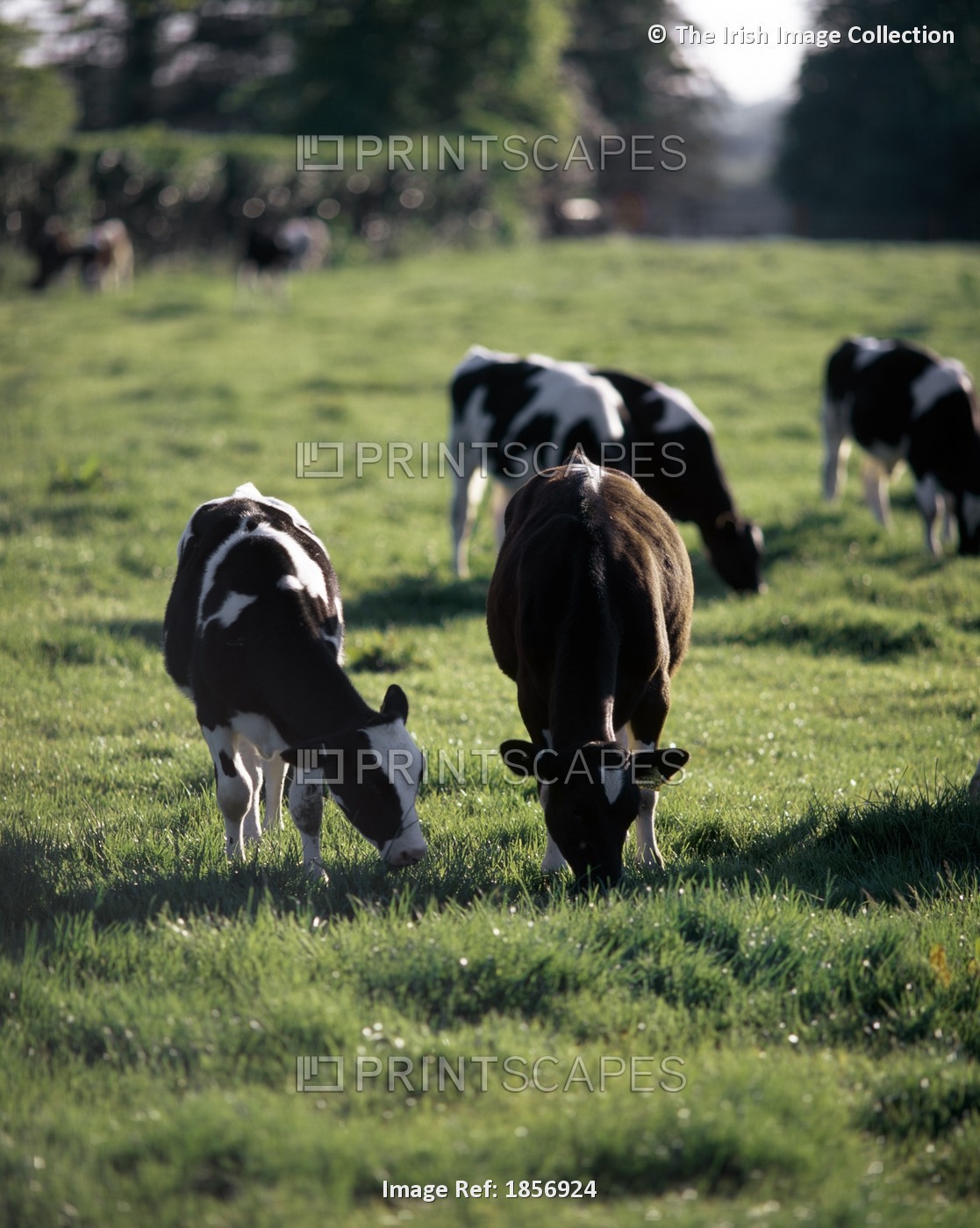 Cattle Grazing; Ireland