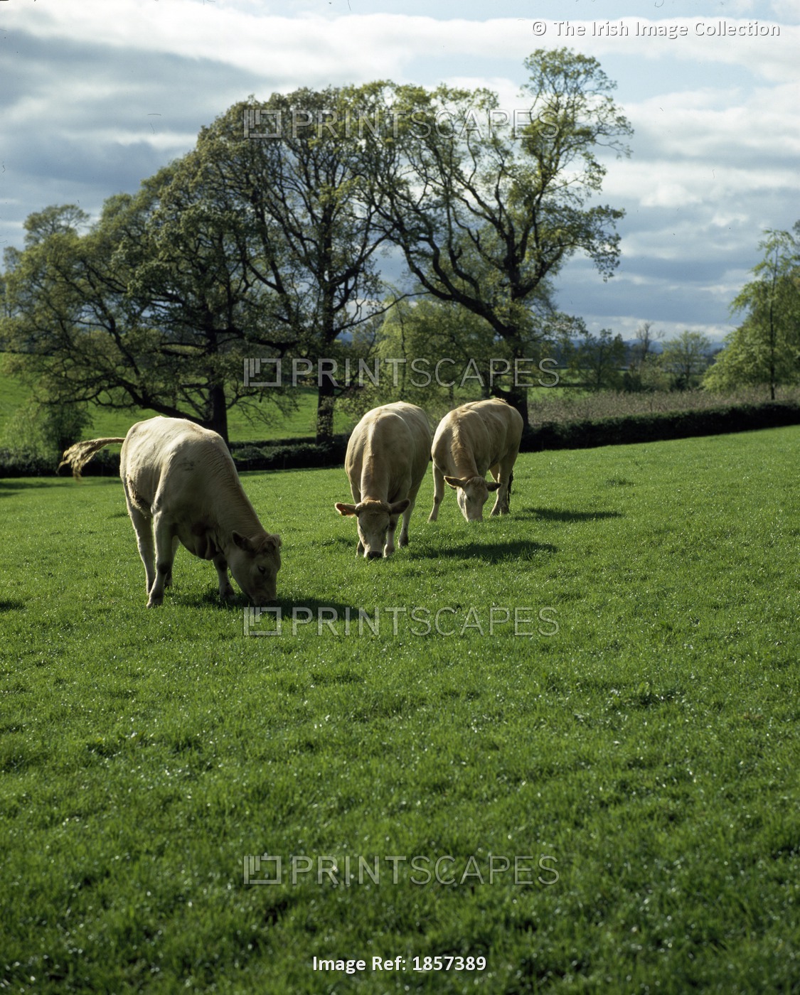 Cattle Grazing; Ireland