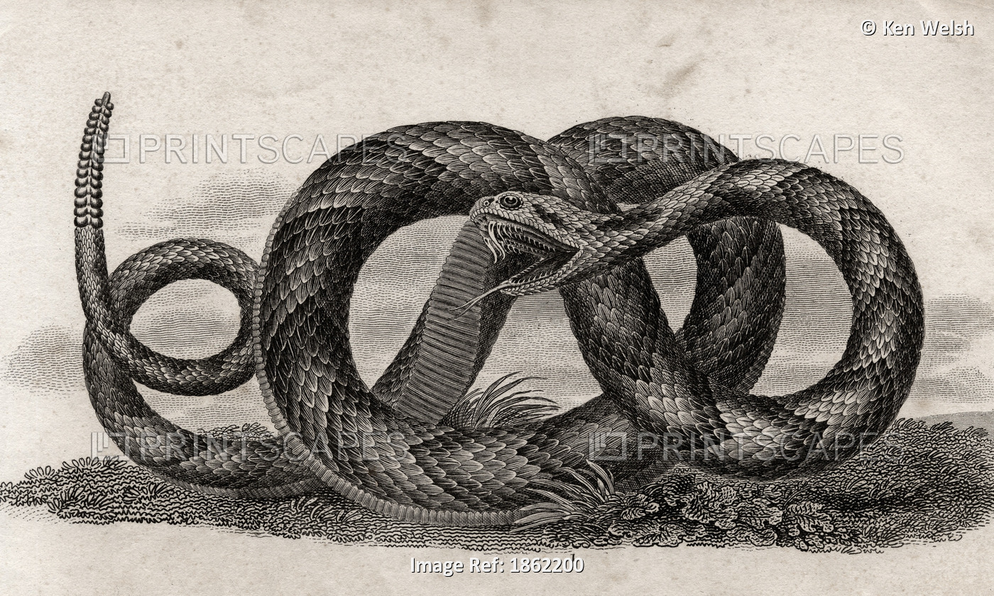 Banded Rattlesnake Crotalus Horridus From A 17Th Century Print
