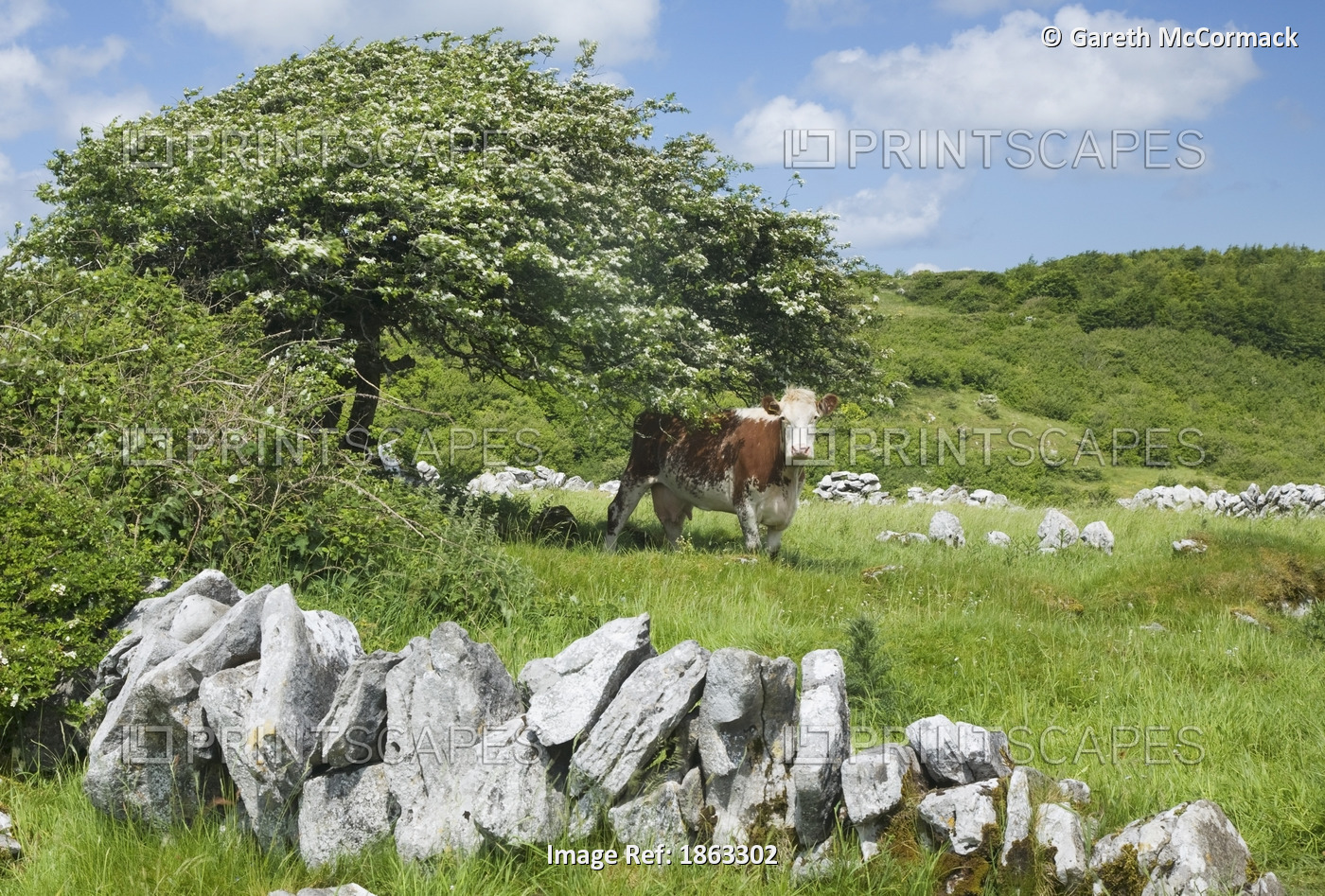 Cow Looking Out From Under A Hawthorn Tree, County Clare, Ireland