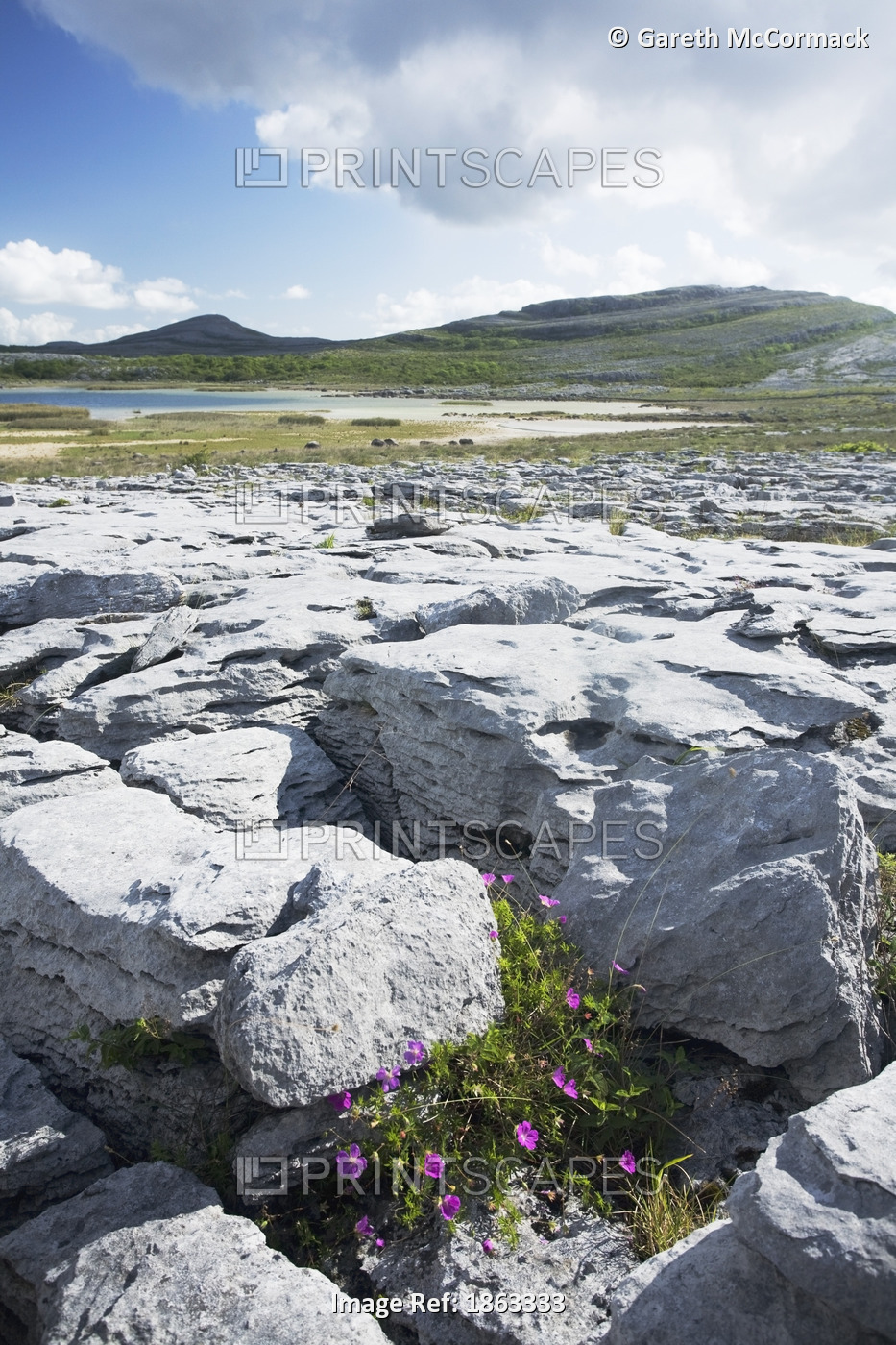 Bloody Cranesbill Growing Amongst Limestone In The Burren, County Clare, Ireland