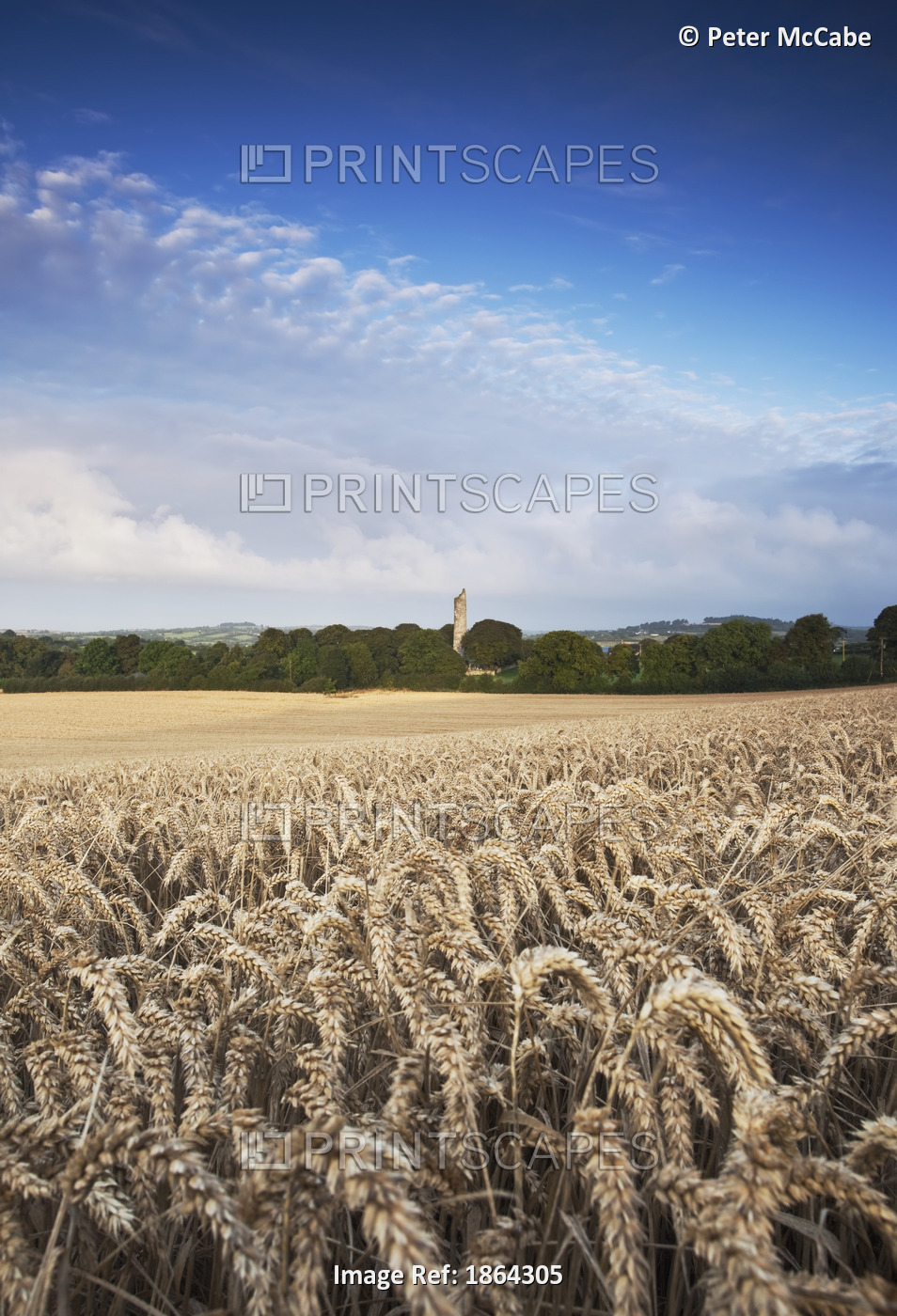 Field Of Wheat And Barley With Round Tower Of Monasterboice, County Louth, ...