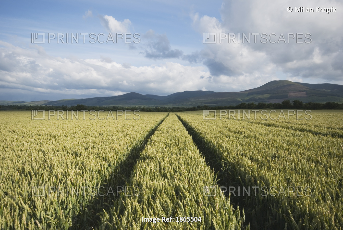 Tracks In A Wheat Field With Hills In The Background Near Clonmel; County ...