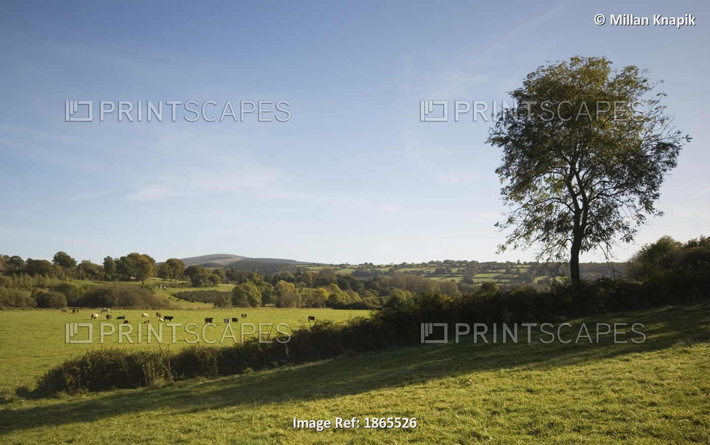 Animals Grazing In A Field Near Inistigue; County Kilkenny, Ireland