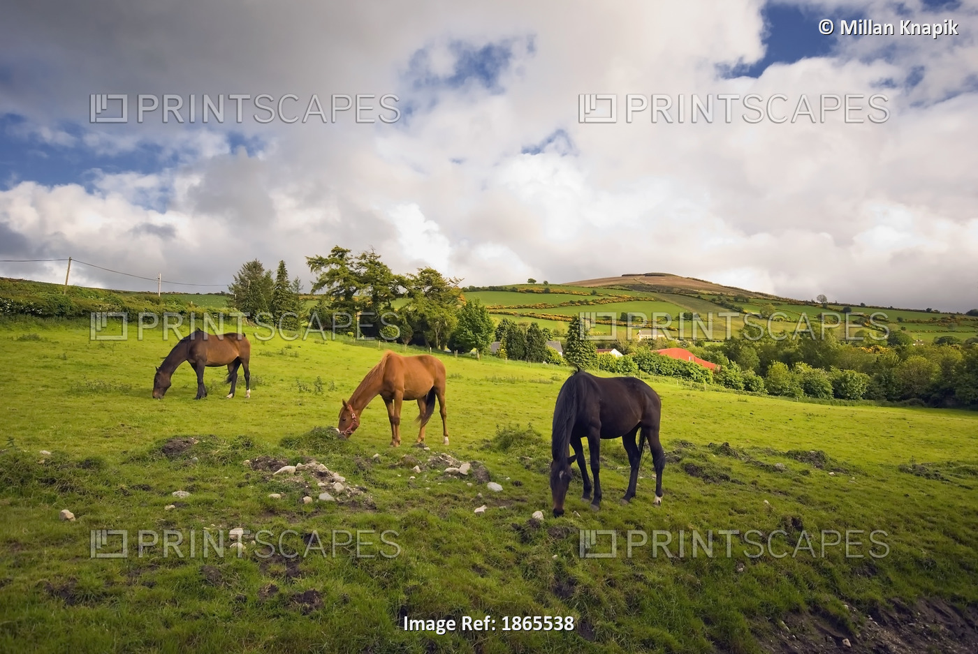 Three Horses Grazing In Field