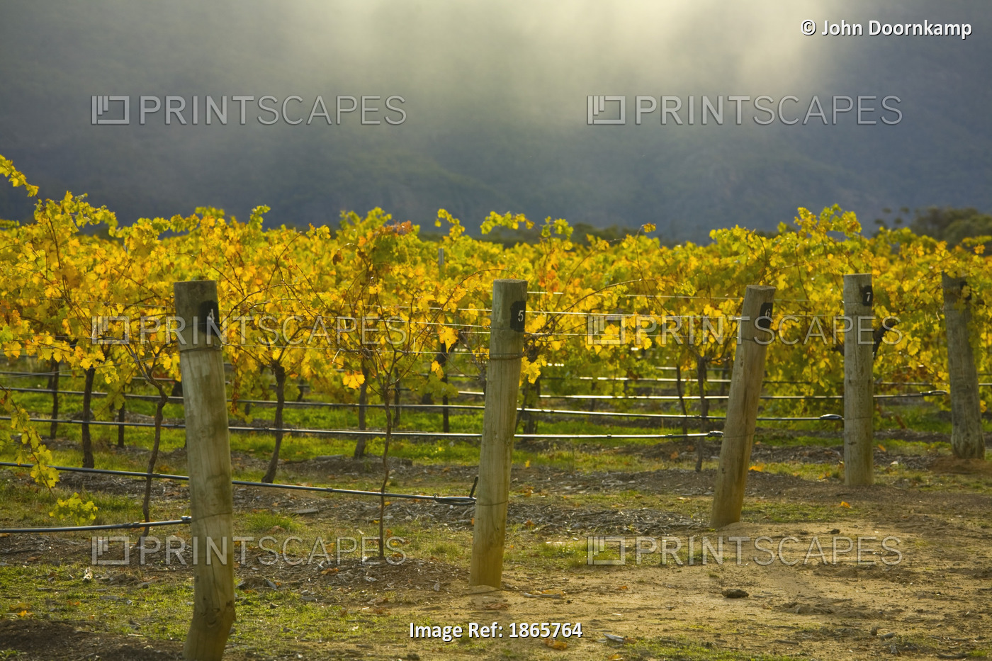 Vineyard near Halls Gap Grampian Mountains Victoria Australia