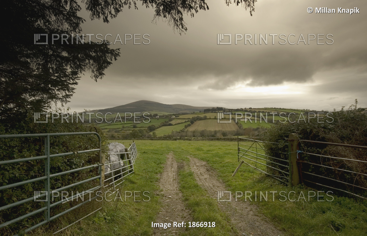 Road Through A Gate To A Field Near Graignemanagh; County Kilkenny, Ireland