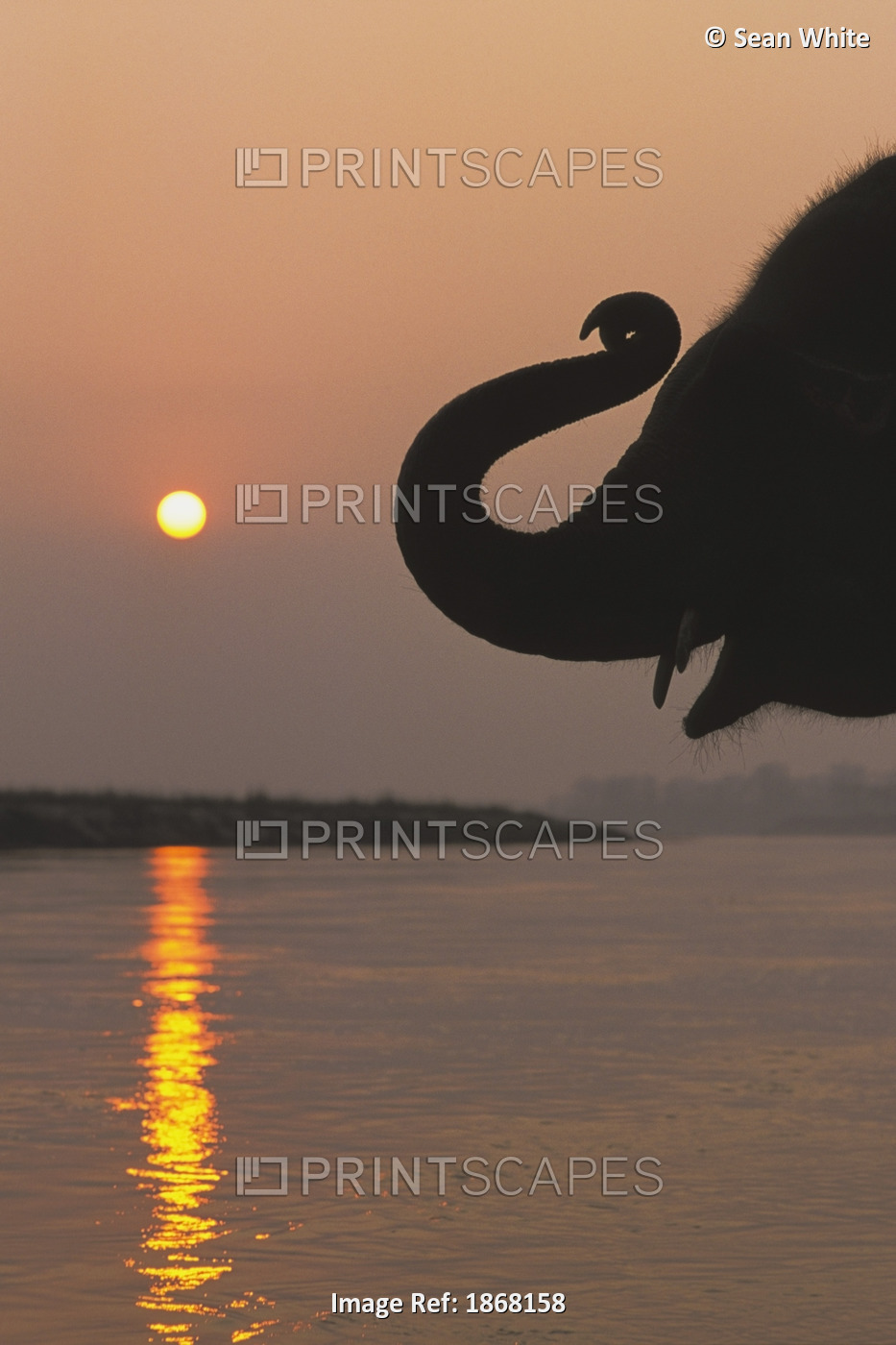 Elephant, Chitwan National Park, Nepal