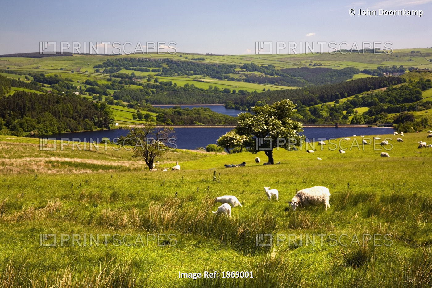 Sheffield, South Yorkshire, England; Sheep Grazing In A Pasture