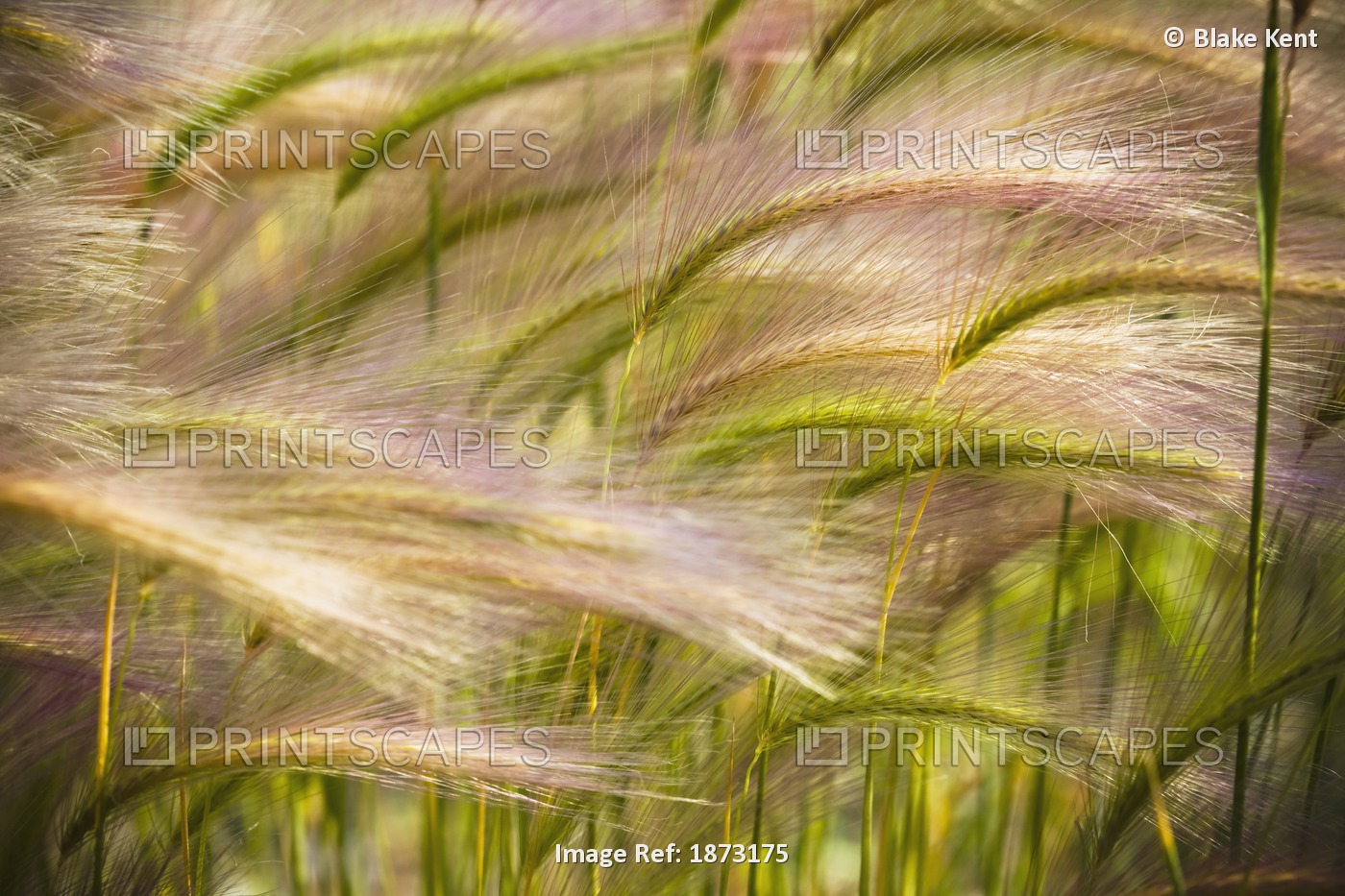 Prairie Grass Blowing In The Wind; Mayo, Yukon