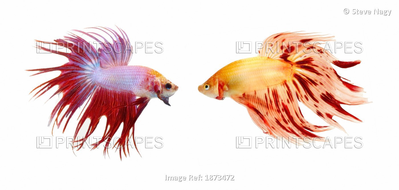 Two Colorful Fish With Long Fins