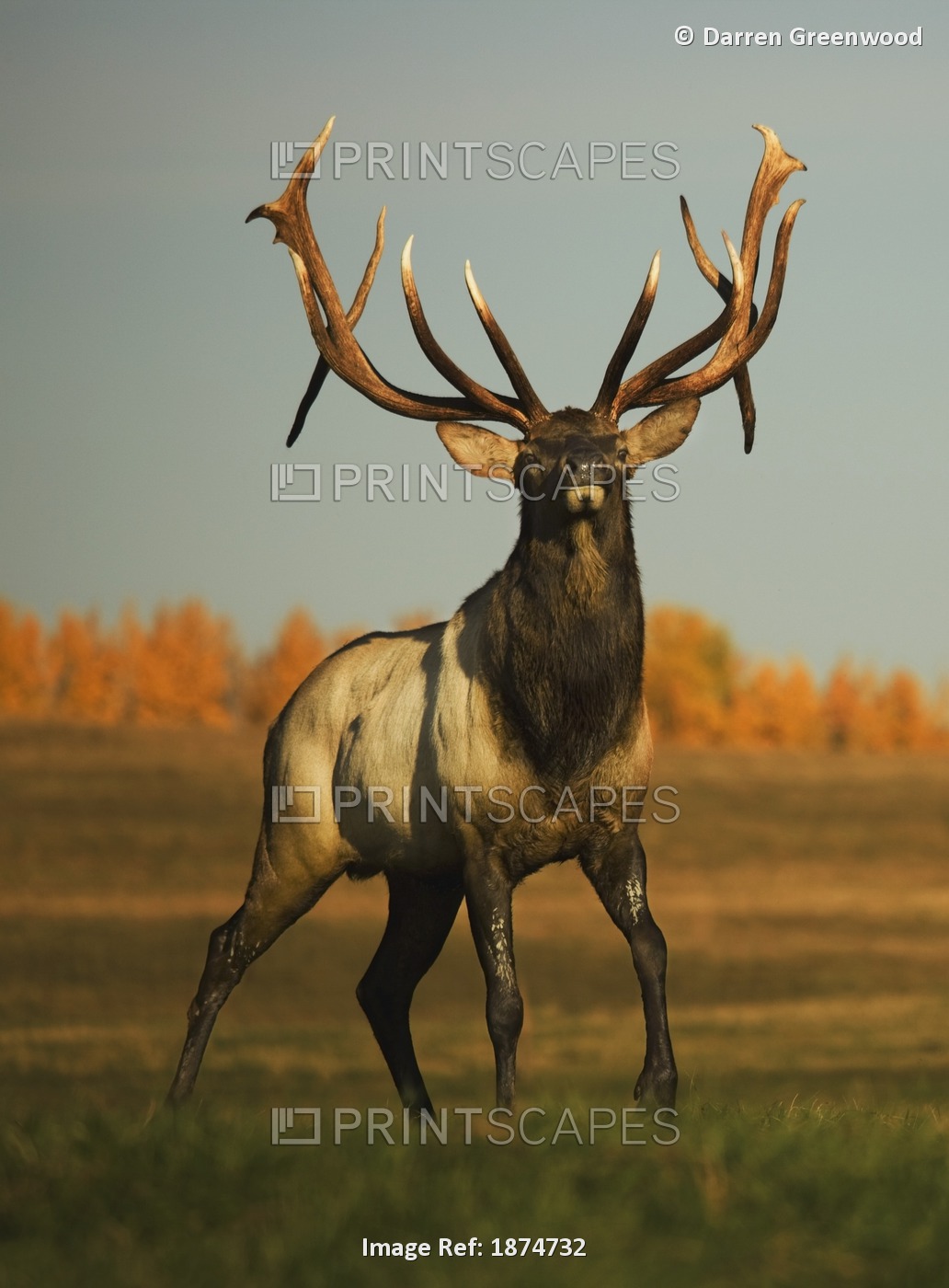 Alberta, Canada; Elk (Cervus Canadensis)