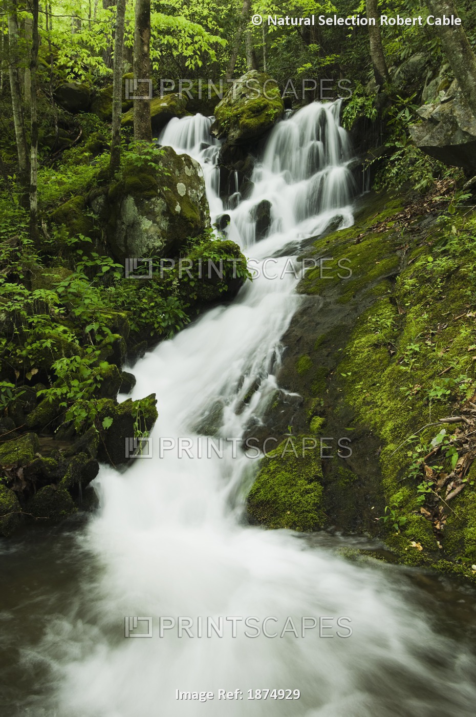 Tennessee, United States Of America; Spring Foliage And A Seasonal Waterfall In ...
