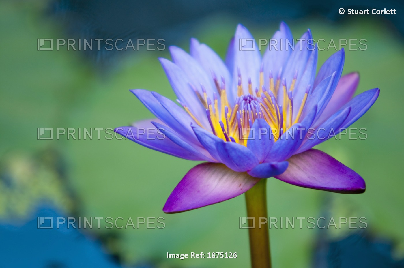 A Lotus Flower (Nelumbo Nucifera); Chiang Mai, Thailand