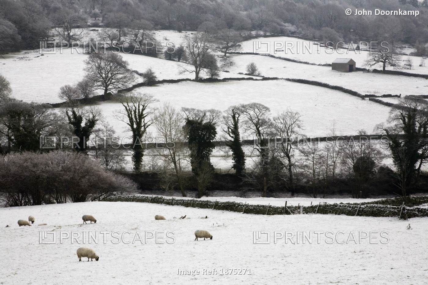 DERWENT VALLEY SHEEP GRAZING IN THE SNOW