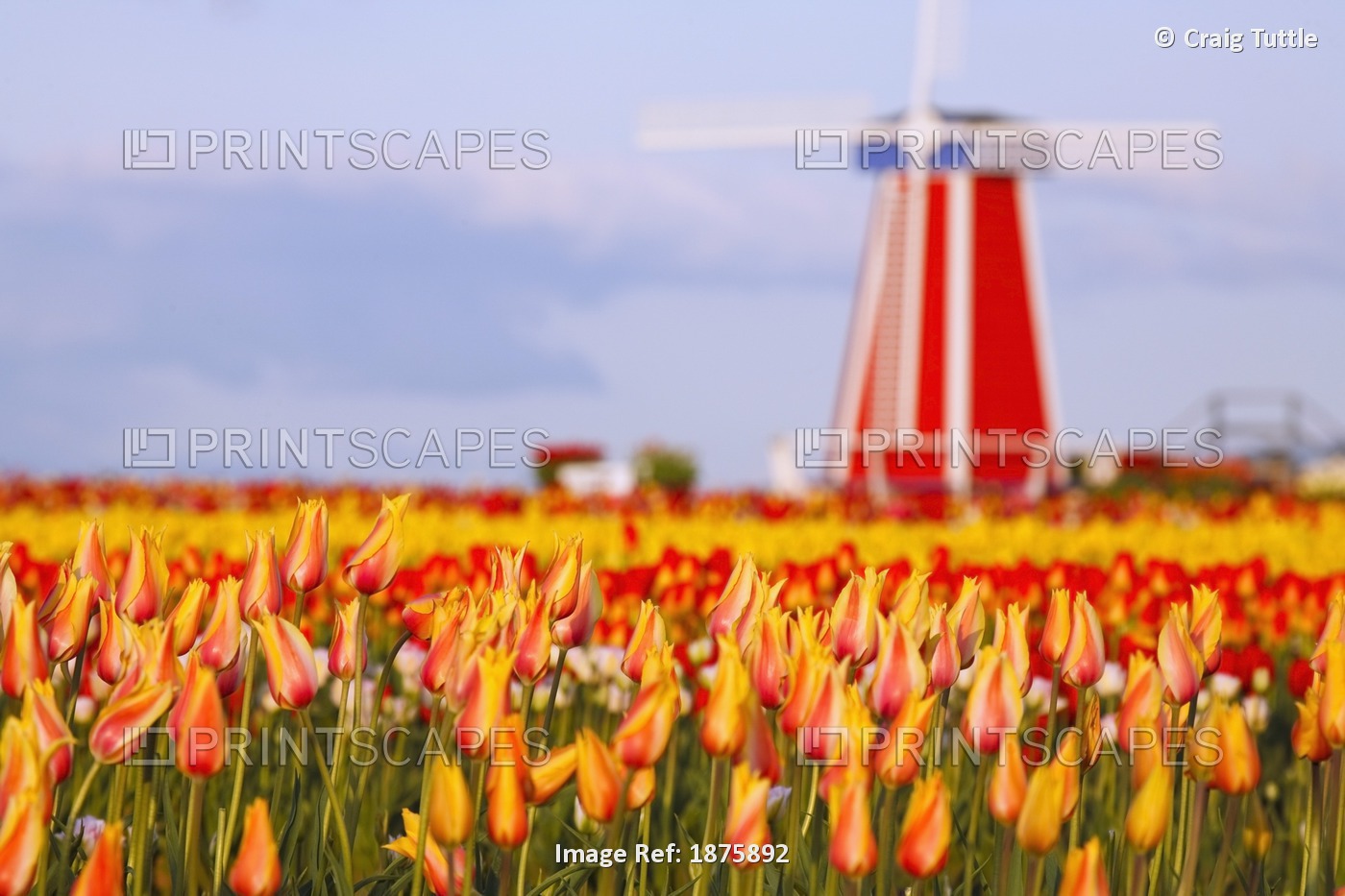 Woodburn, Oregon, United States Of America; A Field Of Tulips And A Windmill At ...