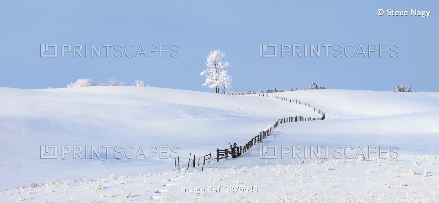 Parkland County, Alberta, Canada; A Tree And Fence In A Snow Covered Field In ...
