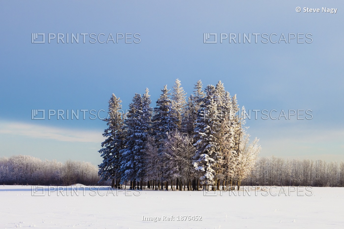 Parkland County, Alberta, Canada; A Cluster Of Trees In A Field Covered In Snow ...