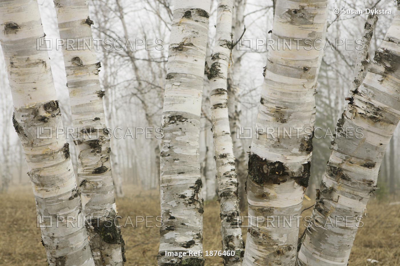 Ontario, Canada; Birch Trees In The Fog In Early Spring