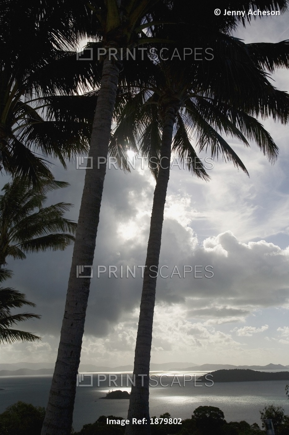 Palm Trees Silhouetted Against Dark Cloudy Sky