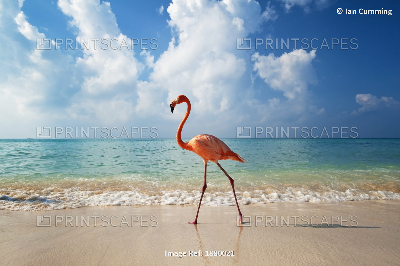 Flamingo Walking Along Beach