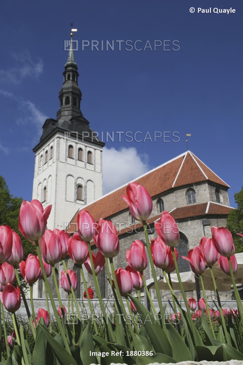 Tulips Outside Niguliste Church, Tallinn, Estonia.
