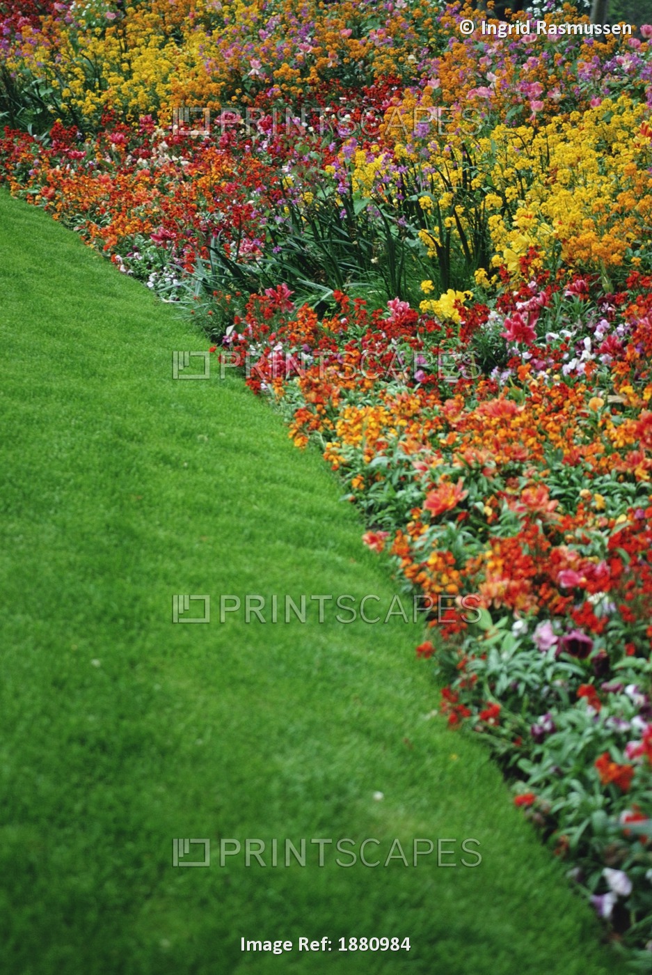 Colorful Flowers And Grass In Paris, Close-Up