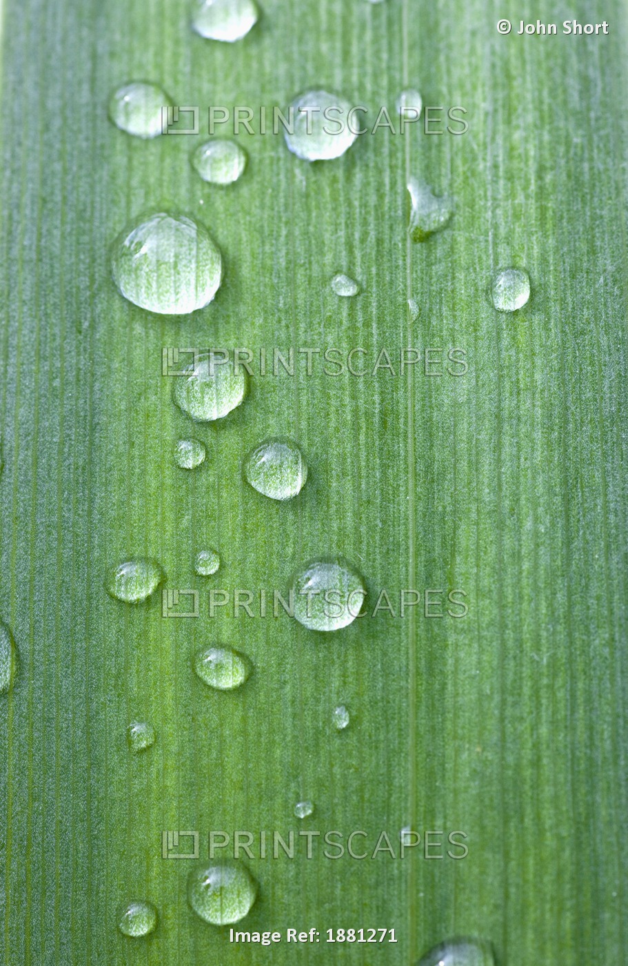 Drops Of Water On A Green Leaf; Northumberland, England