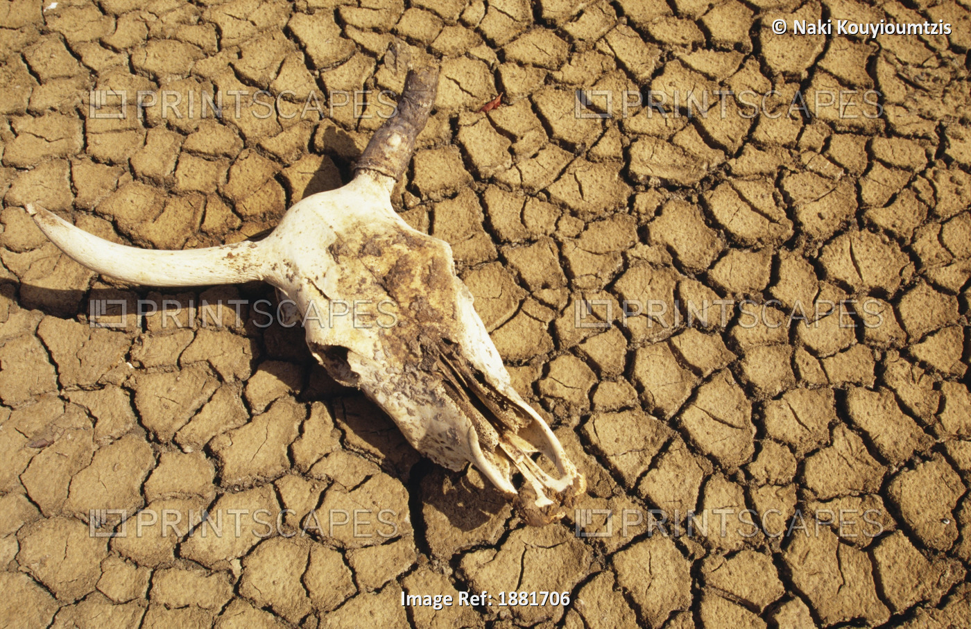 Cow Skull On Cracked Dry Mudflat