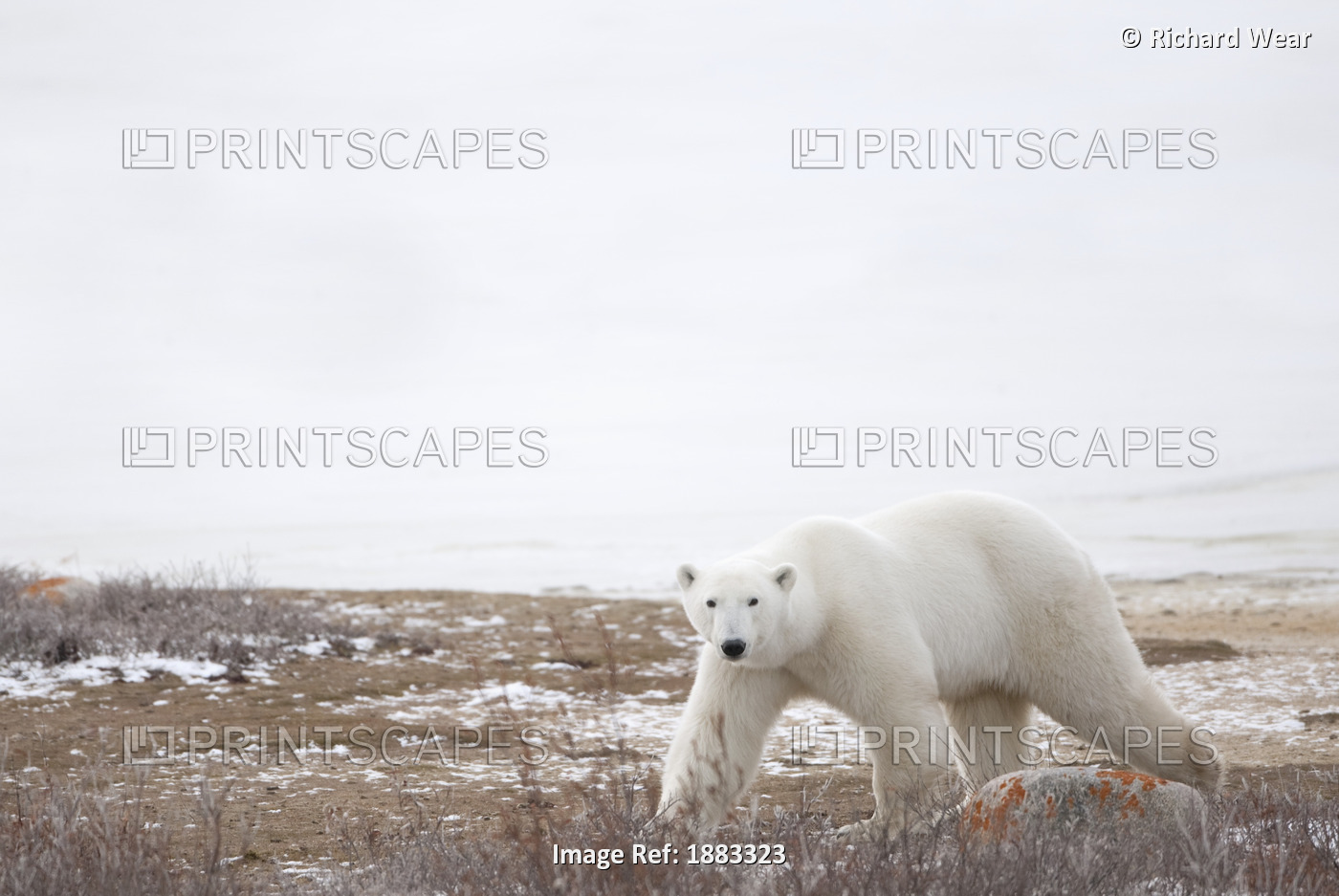 Polar Bear (Ursus Maritimus) Staring Ahead As It Walks Across The Frozen ...
