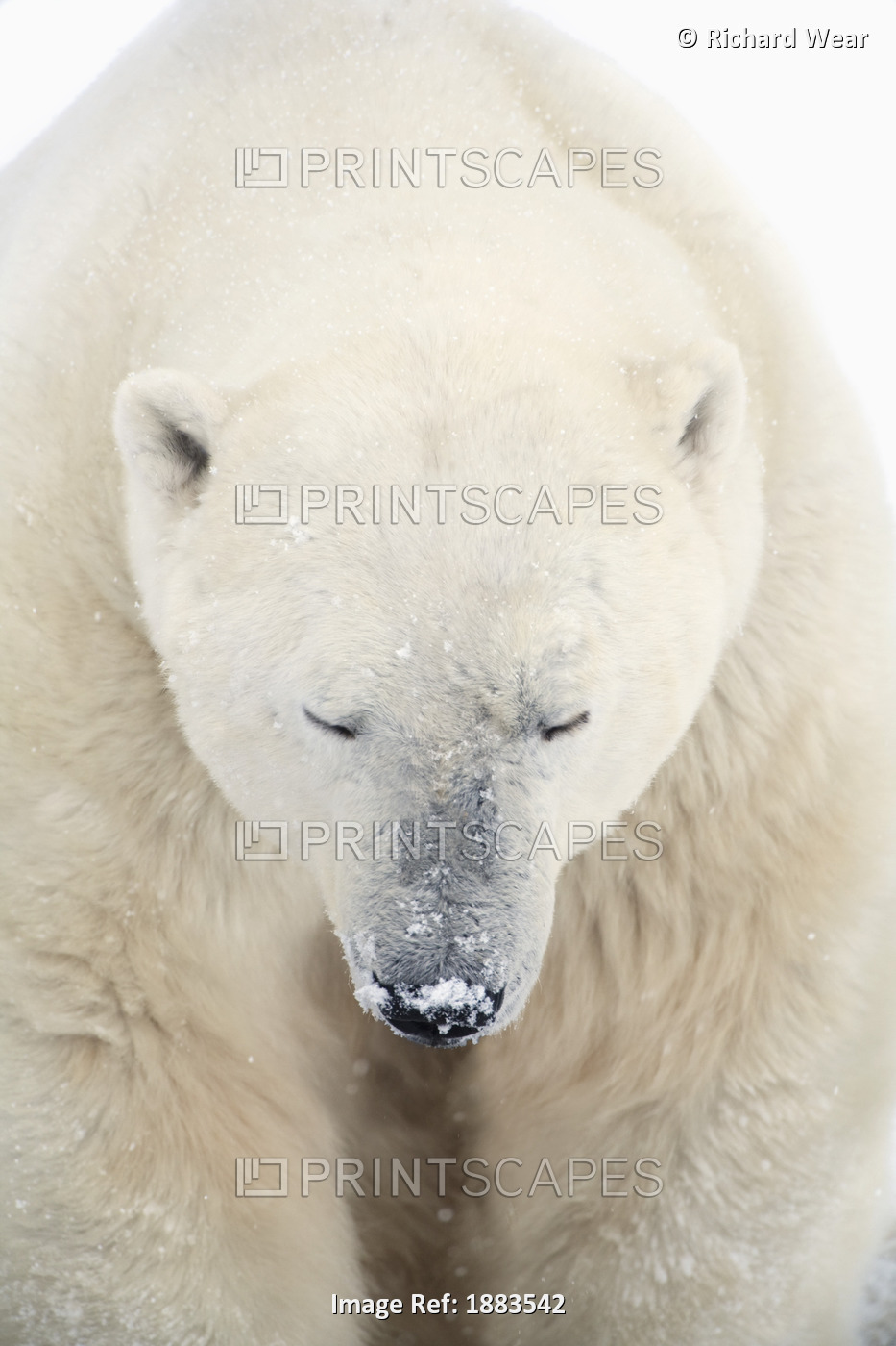 A Polar Bear (Ursus Maritimus) Resting With It's Eyes Closed; Churchill, ...
