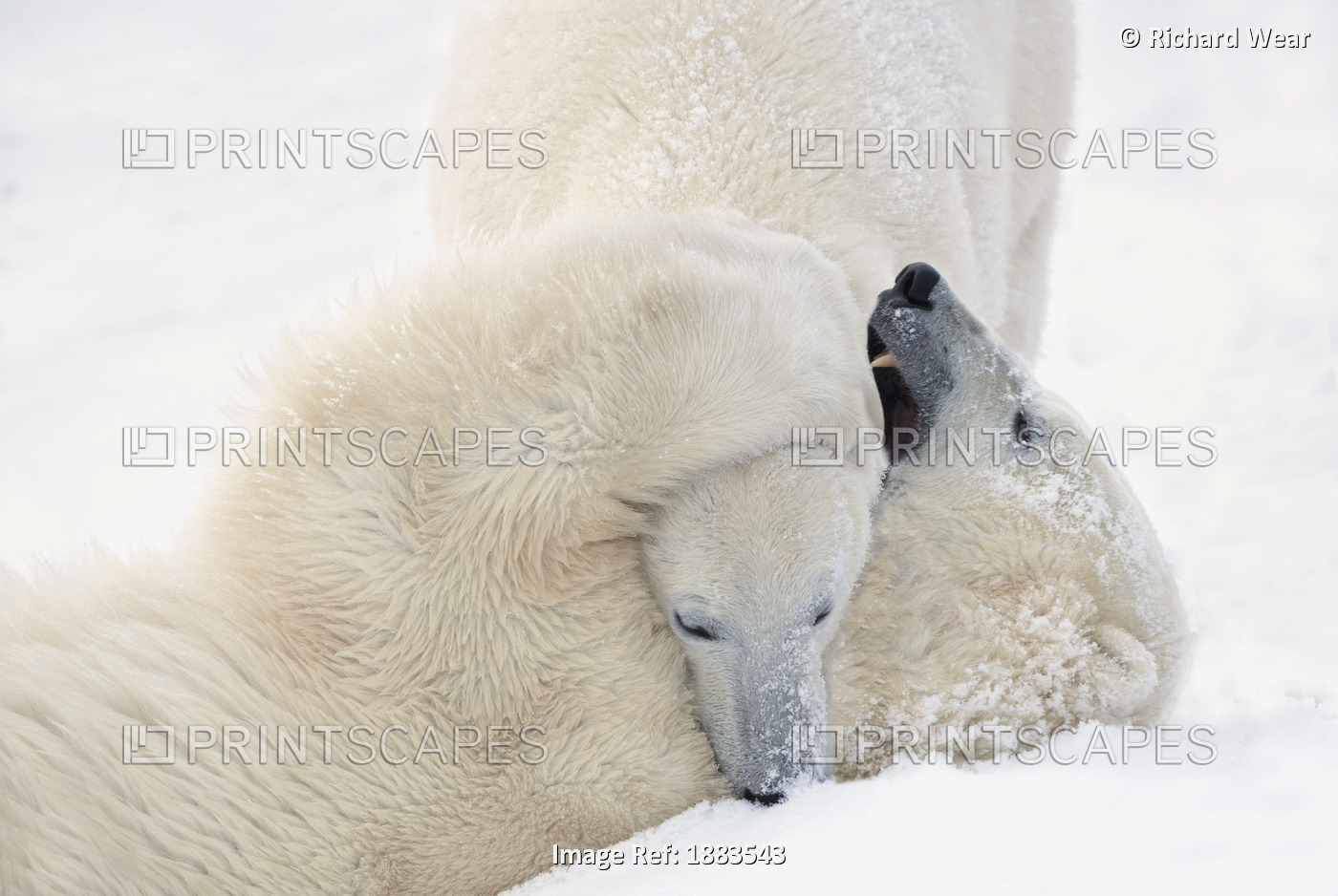 Two Polar Bears (Ursus Maritimus) Play Fighting To Sharpen Their Hunting Skills ...