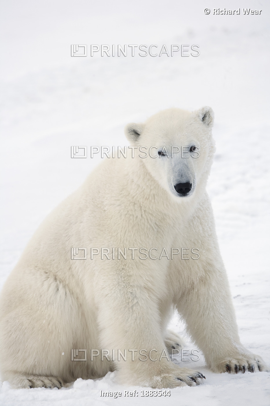 Polar Bear (Ursus Maritimus) Sitting On His Hind Legs Gazing Into The Camera; ...
