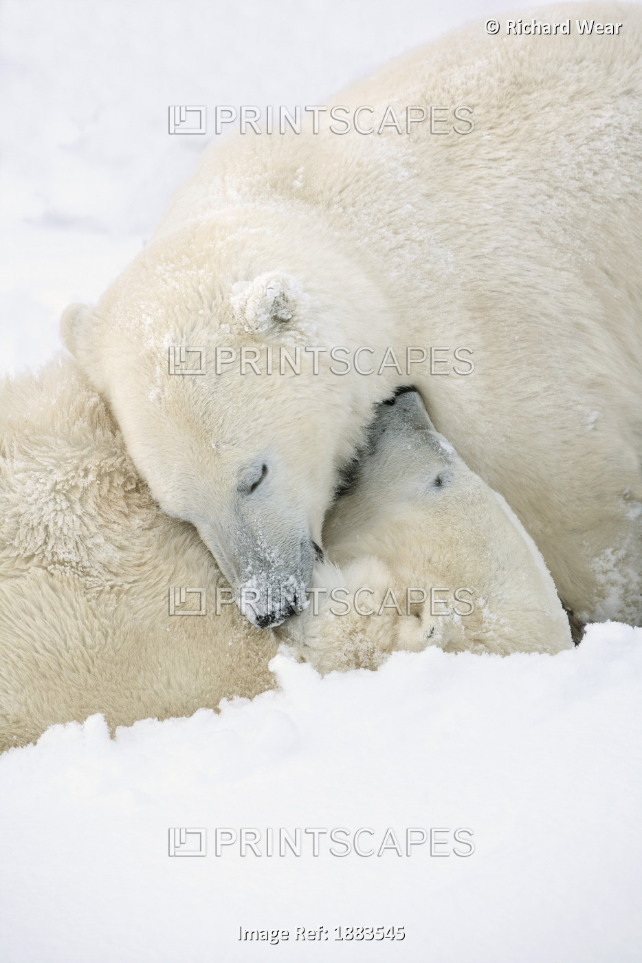 Two Polar Bears (Ursus Maritimus) Using Each Other For Pillows As They Sleep ...