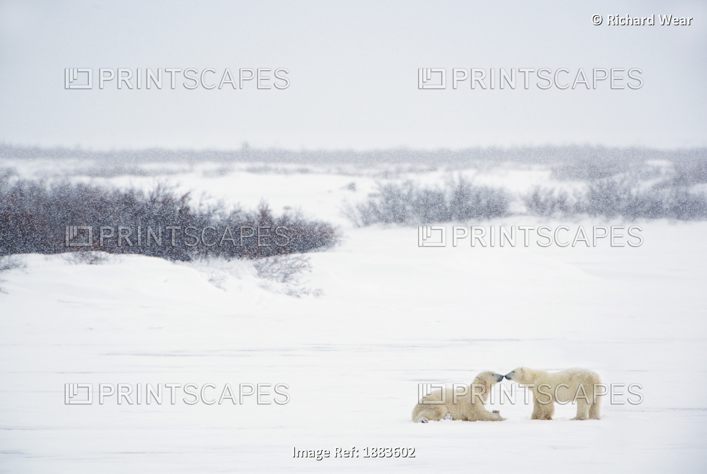 Two Polar Bears (Ursus Maritimus) Showing Affection By Kissing Each Other; ...