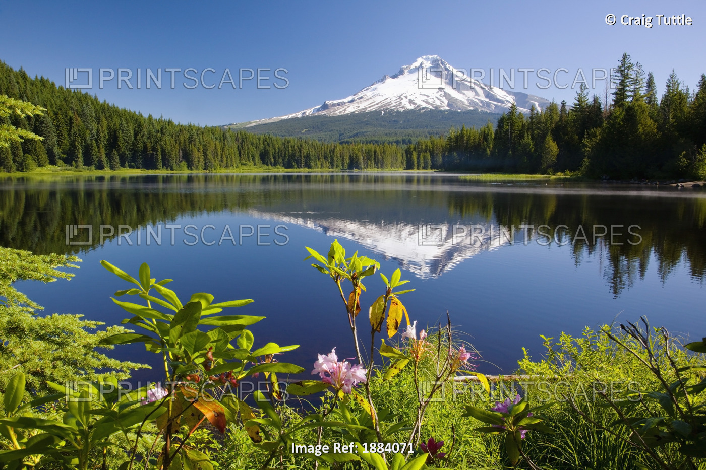 Reflection Of Mount Hood In Trillium Lake In The Oregon Cascades; Oregon, ...